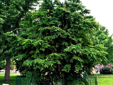 Tree of Life 2025